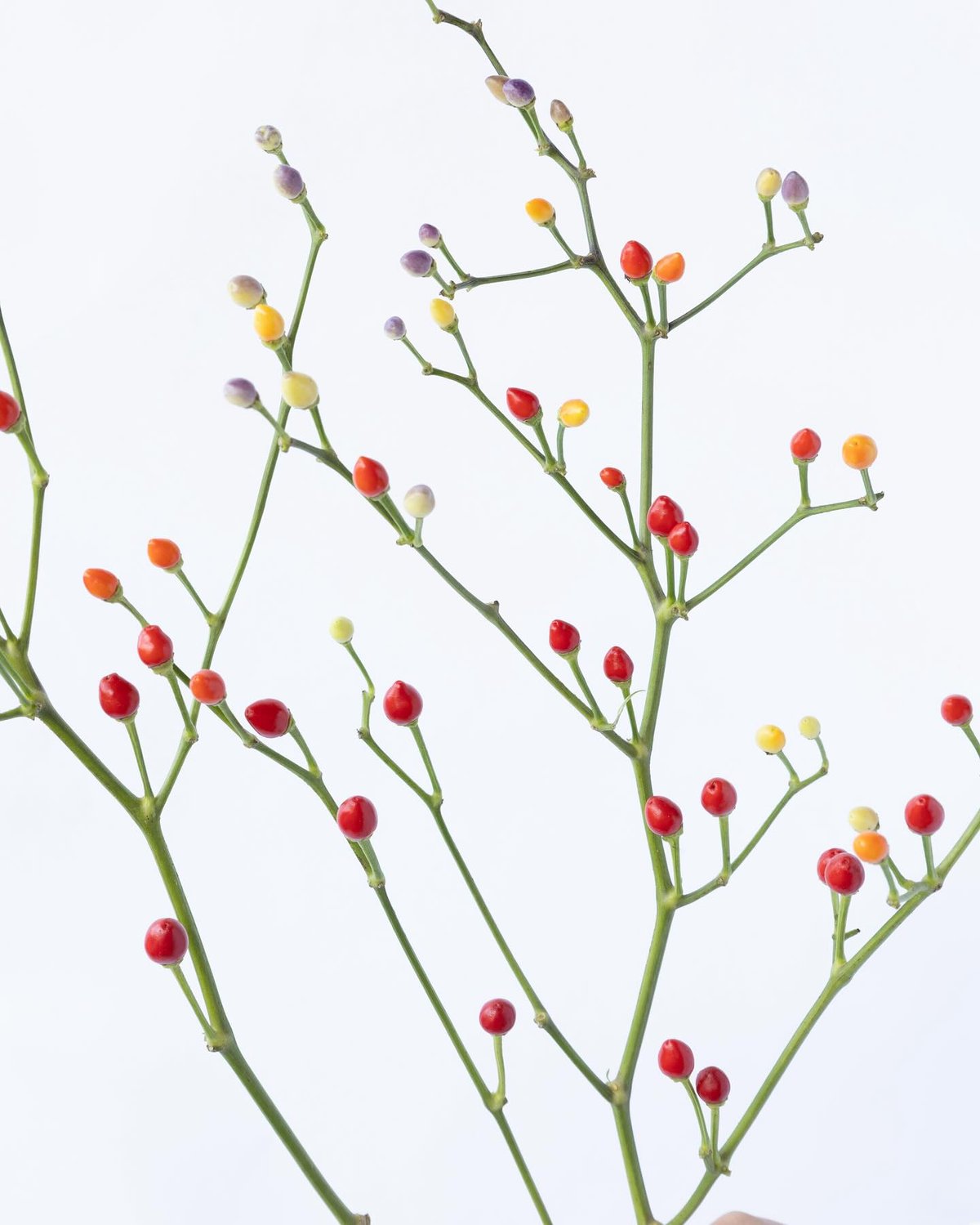 コニカル「カメレオン」 | tokyo_shokubutsu_zufu