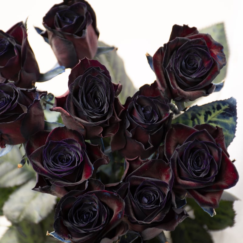 バラ「アマダブラック」 | tokyo_shokubutsu_zufu