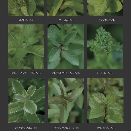 冊子版 東京植物図譜 5冊セット(2012.4~2017.3)