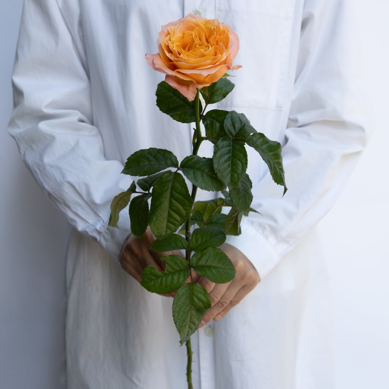 バラ「ビーハイブ」 | tokyo_shokubutsu_zufu