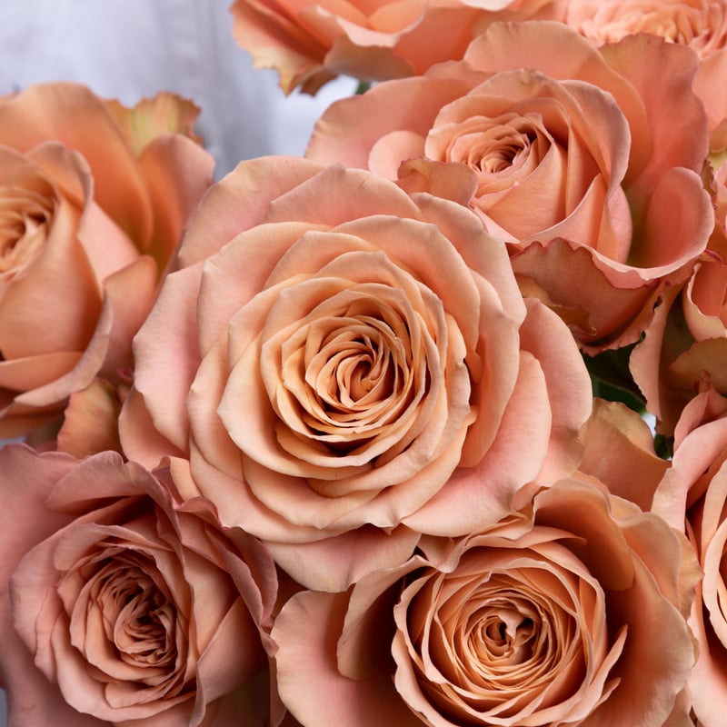 バラ「堀木園芸 オリエンタルキュリオサ」 | tokyo_shokubutsu_zufu