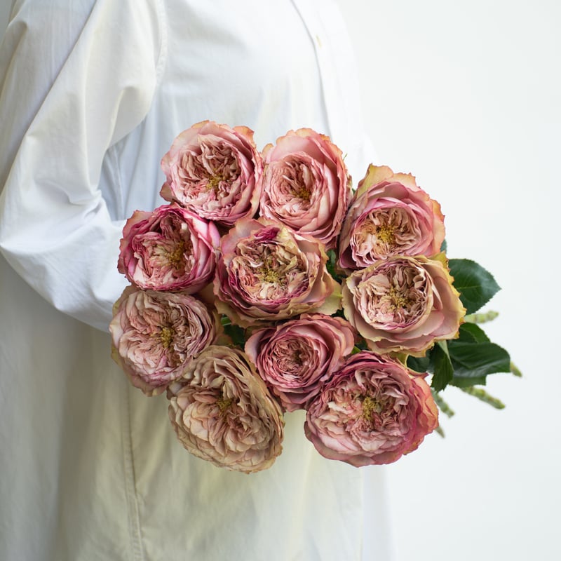 バラ「堀木園芸 ホールディングハンズ」 | tokyo_shokubutsu_zufu