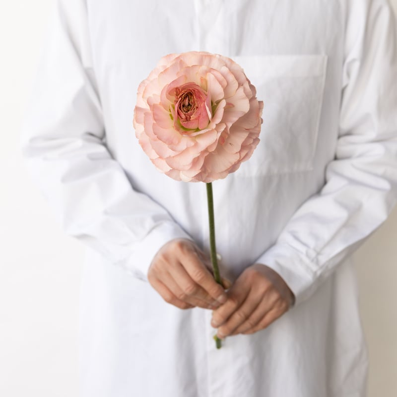 ラナンキュラス「プラージュ」 | tokyo_shokubutsu_zufu