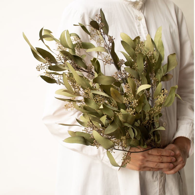 ポポラスベリー ユーカリ スモークツリー 🌿 ユーカリ ポポラズベリー