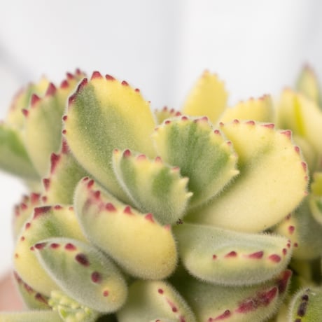 多肉植物３種セット