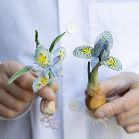 feltico×東京植物図譜「アイリスのブローチ＋球根ミックス」