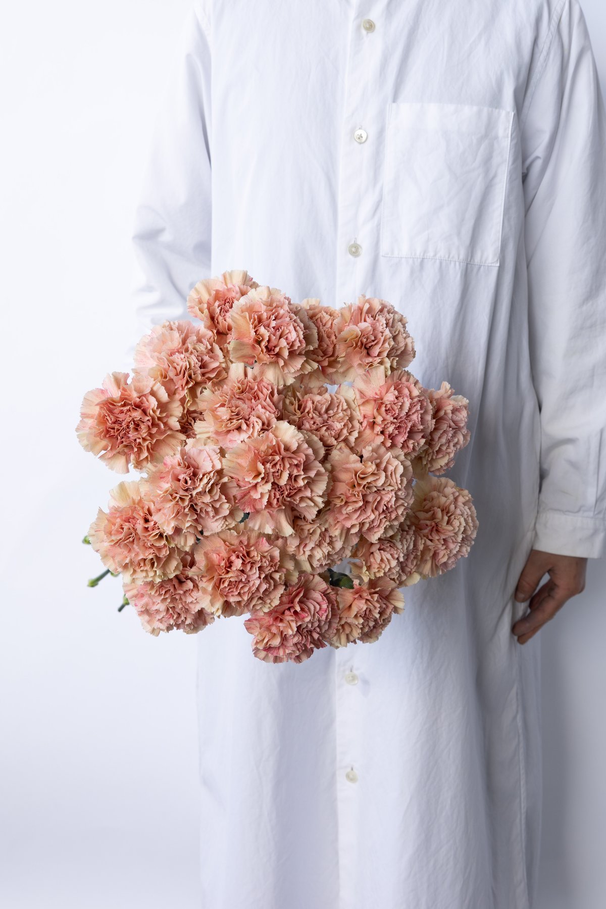 カーネーション「クレタ」 | tokyo_shokubutsu_zufu