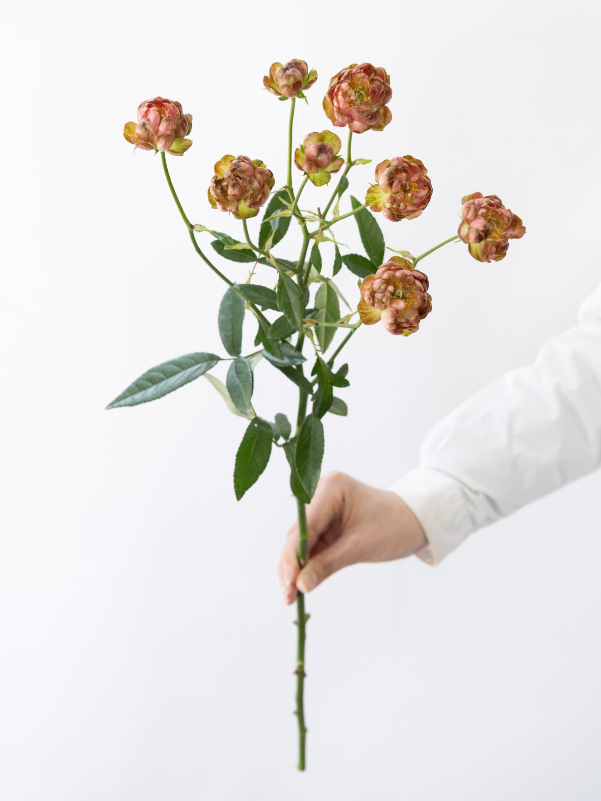 スプレー咲きバラ「ラディッシュ」 | tokyo_shokubutsu_zufu