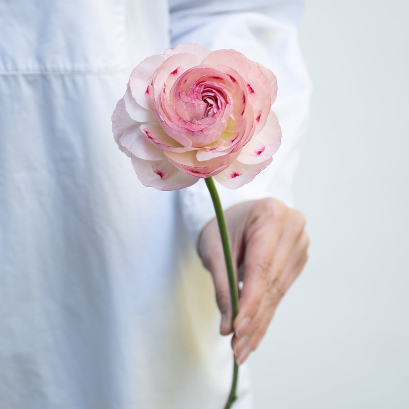 ノ·アルフレ　ラナンキュラス ノ·アルフレ ラナンキュラス 楽天市場】ラナンキュラス