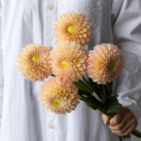 ダリアチャコールグレー34 インテリア雑貨ショップ｜横浜ディスプレイミュージアム