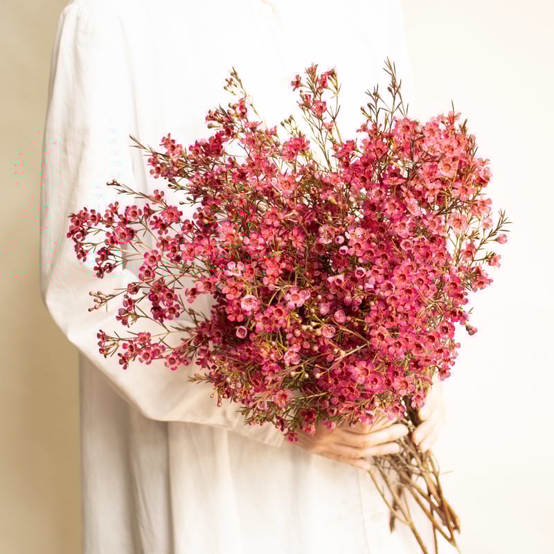 ワックスフラワー 「ティントレッド」 | tokyo_shokubutsu_zufu