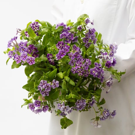 花＊花ページ Meet with Flowers in TOKYO YNK 2025』にて屋外大作を複数作ら