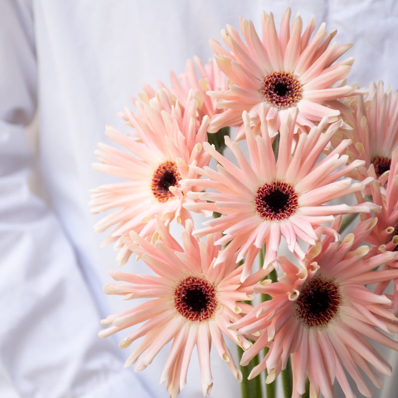 ガーベラ「パスティーニシエナ＆ぺサロ」 | tokyo_shokubutsu_zufu