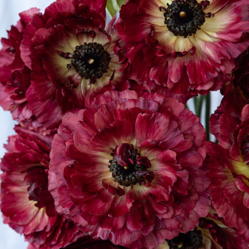 ラナンキュラス ラナンキュラス：ラックス ヘスティア6号鉢 の通販 | 園芸ネット