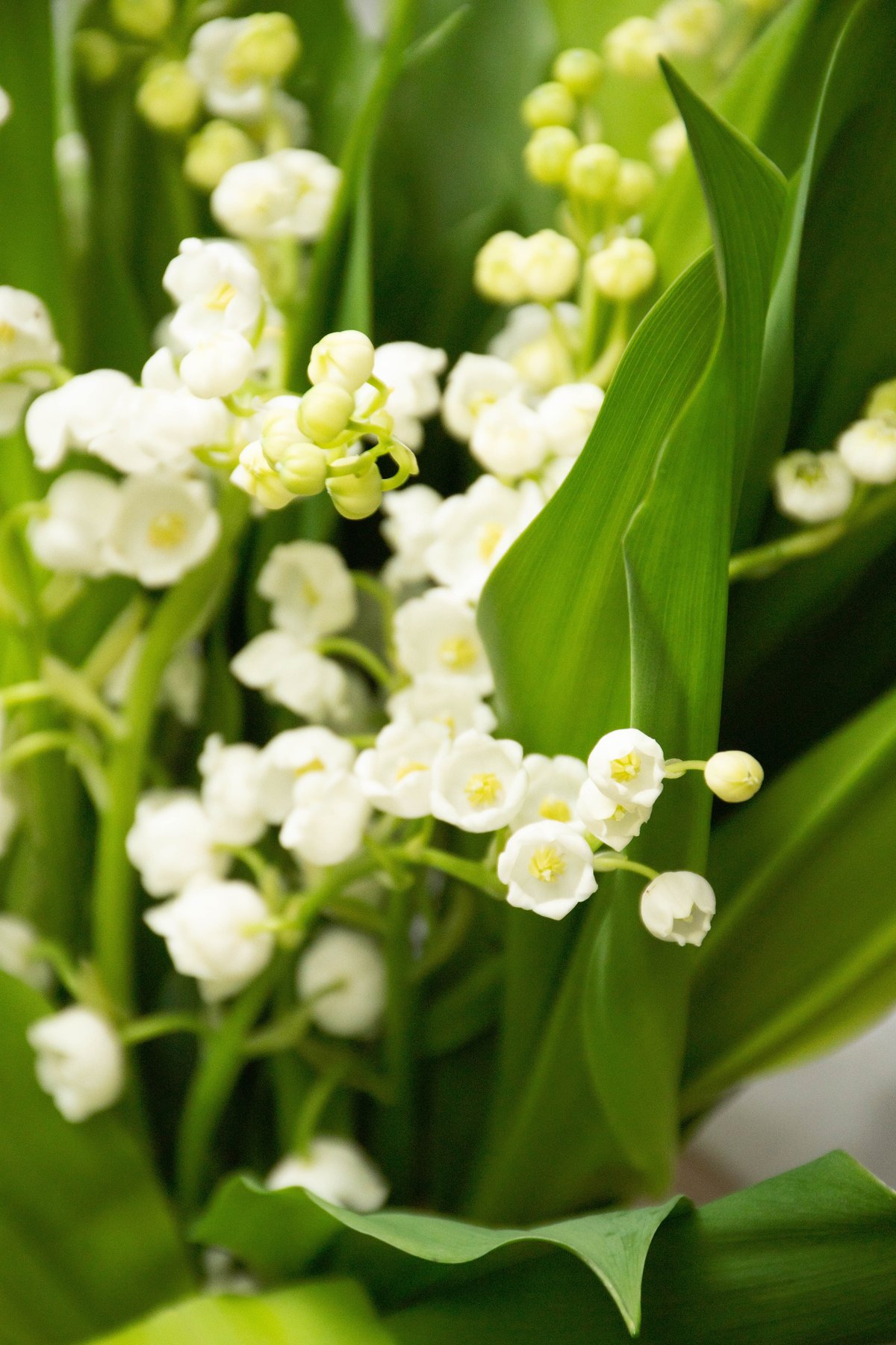 kuleha トスカーノバフ　シャンティ　suzuran スズラン kuleha トスカーノバフ シャンティ suzuran スズラン - メルカリ