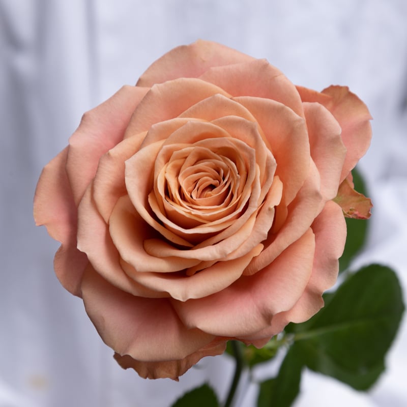 バラ「堀木園芸 オリエンタルキュリオサ」 | tokyo_shokubutsu_zufu