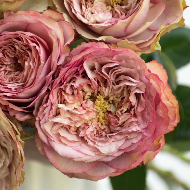 バラ バラ「堀木園芸 ホールディングハンズ」 | tokyo_shokubutsu_zufu