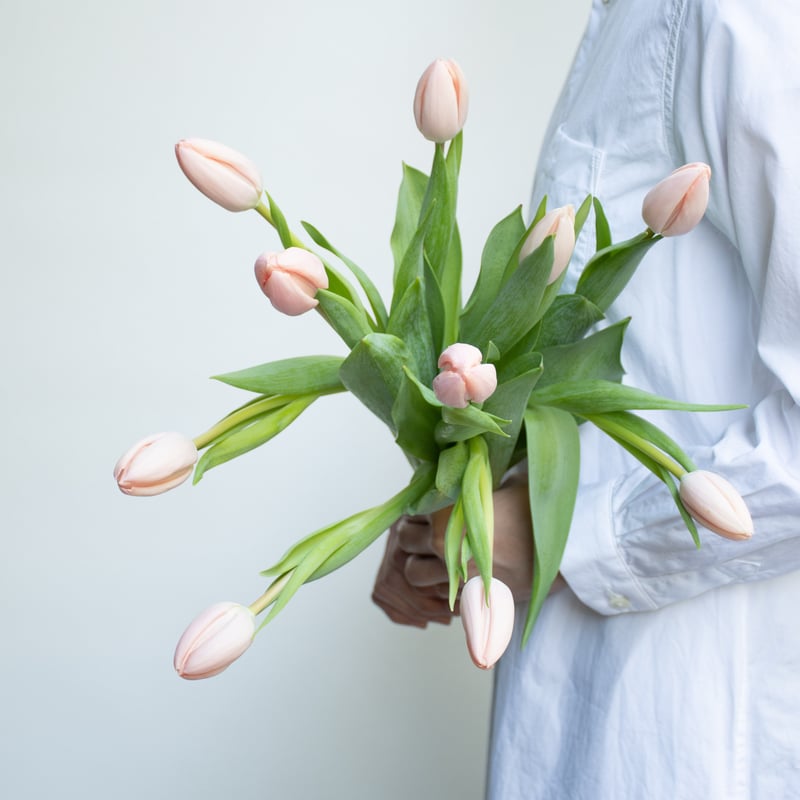 チューリップ「タイス」 | tokyo_shokubutsu_zufu