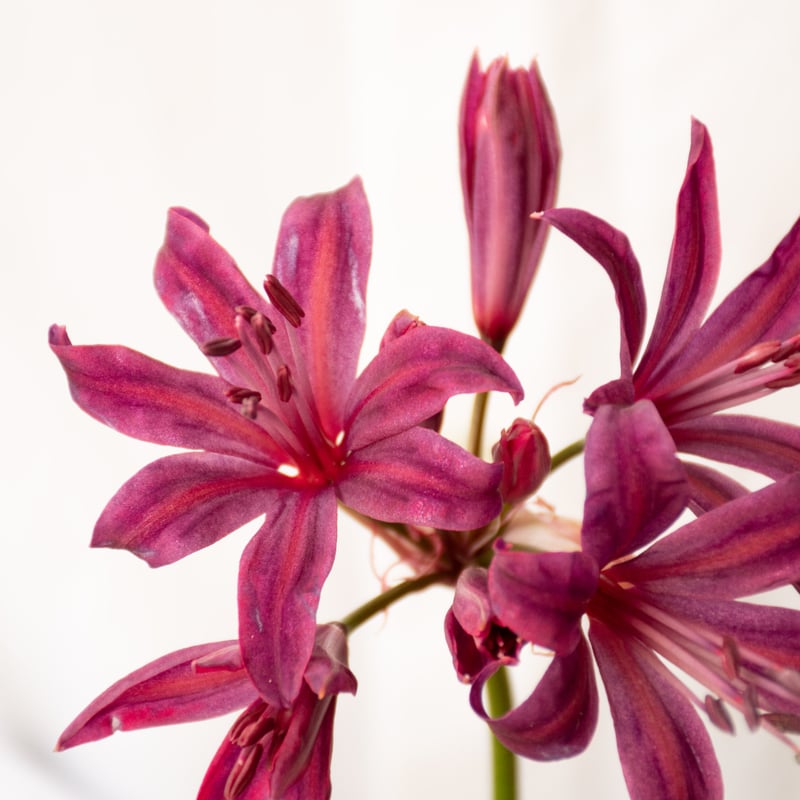 横山園芸「ダイヤモンドリリー」 | tokyo_shokubutsu_zufu