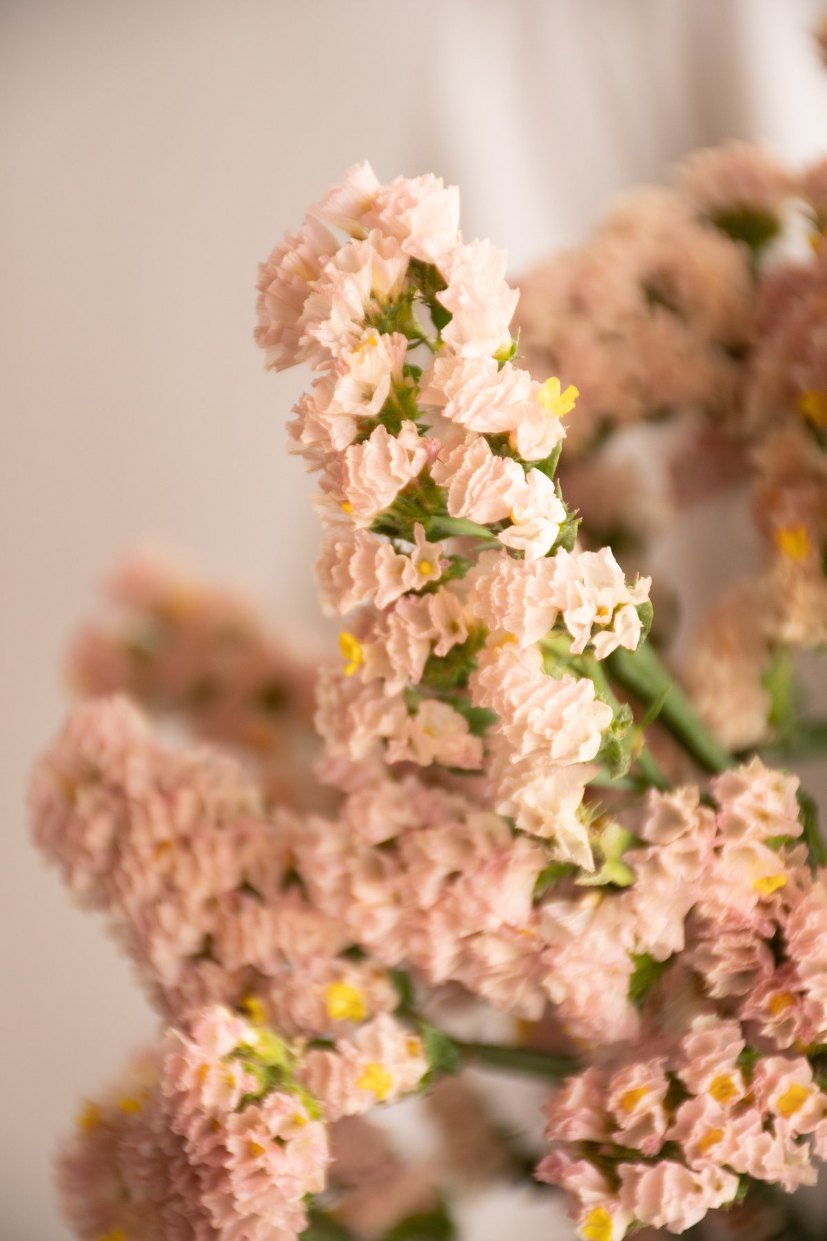 スターチス「オレンジカレント」 | tokyo_shokubutsu_zufu