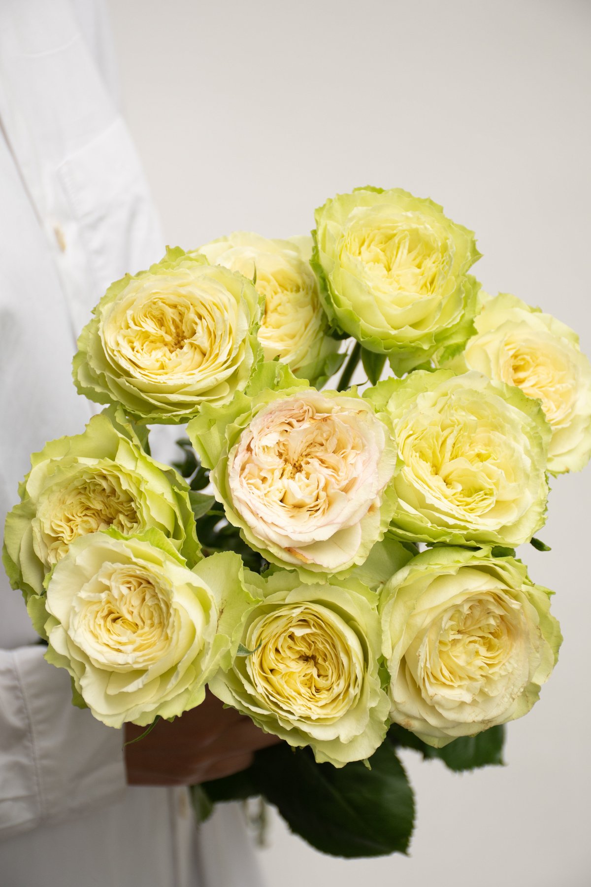 堀木園芸「エヴァーロング」 | tokyo_shokubutsu_zufu