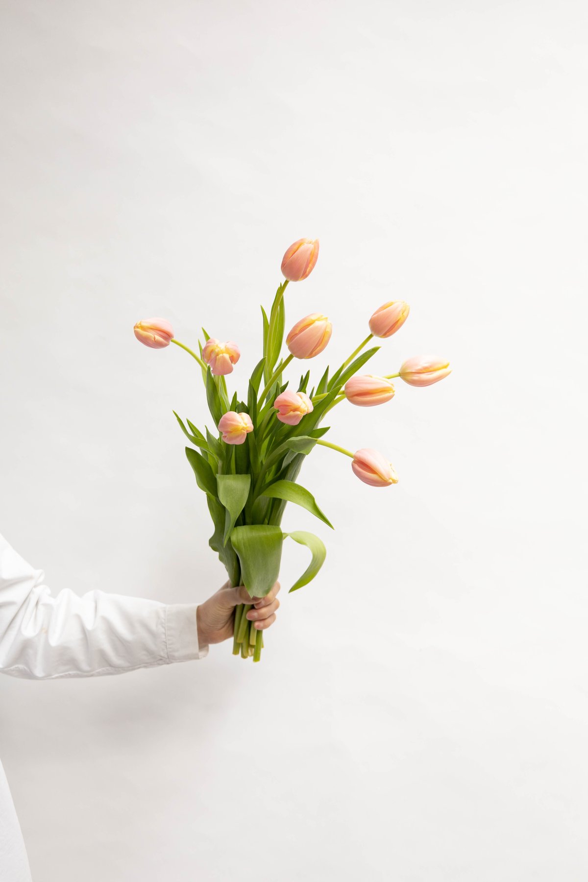 チューリップ「マンゴーチャーム」 | tokyo_shokubutsu_zufu