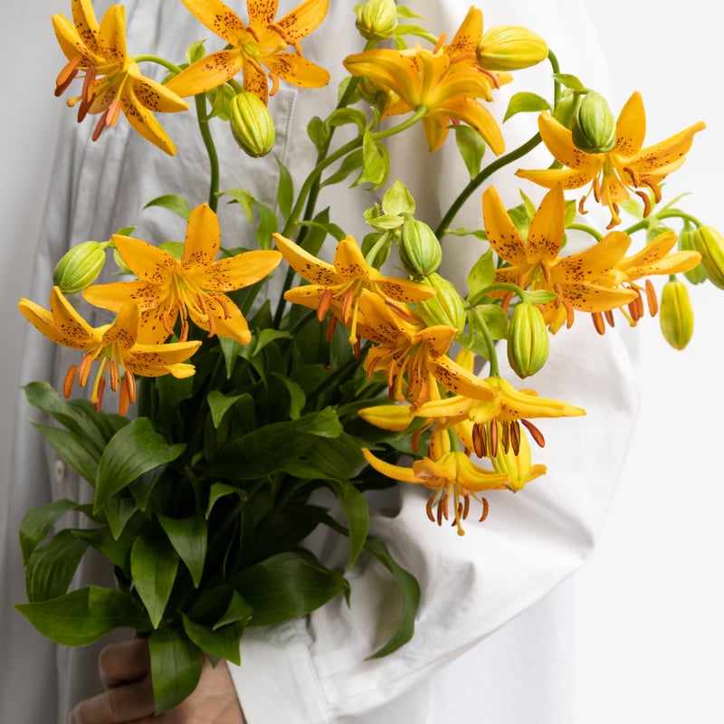 ユリ「竹島ユリ」 | tokyo_shokubutsu_zufu