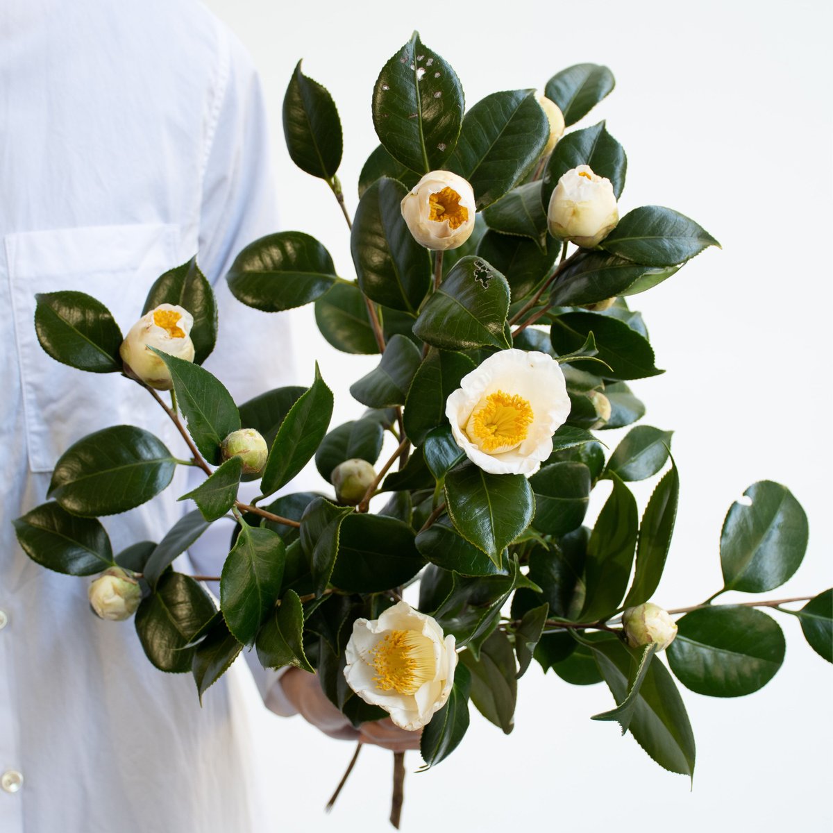 ツバキ「加茂本阿弥」 | tokyo_shokubutsu_zufu