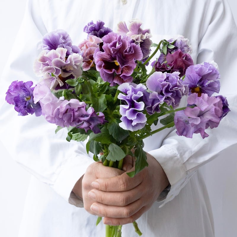 パンジー「稀」 | tokyo_shokubutsu_zufu