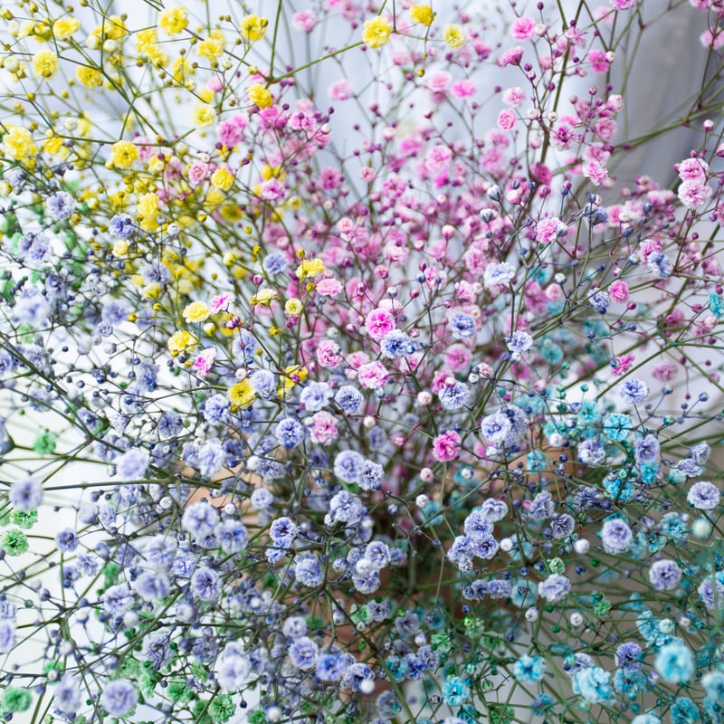 かすみ草「染め5色ミックス」 | tokyo_shokubutsu_zufu