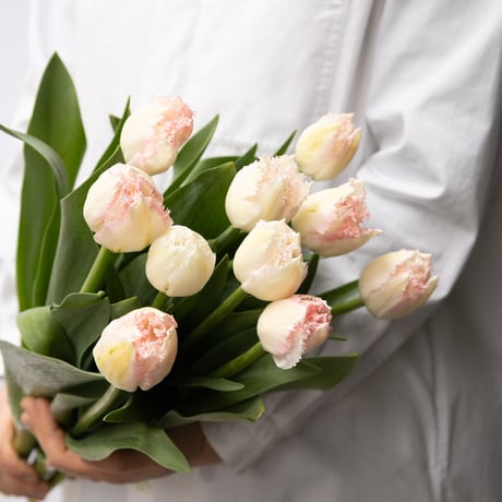 CATEGORY チューリップ | tokyo_shokubutsu_zufu