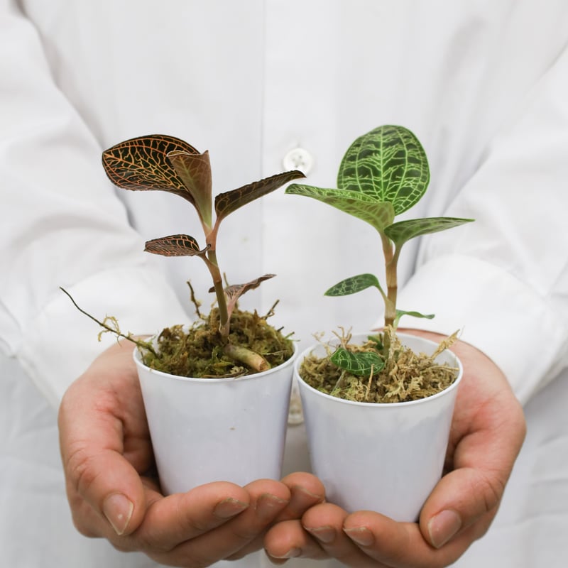 ジュエルオーキッド　マコデス　ペトラ　プラチナム ジュエルオーキッド マコデスペトラ プラチナム Jewel Orchid