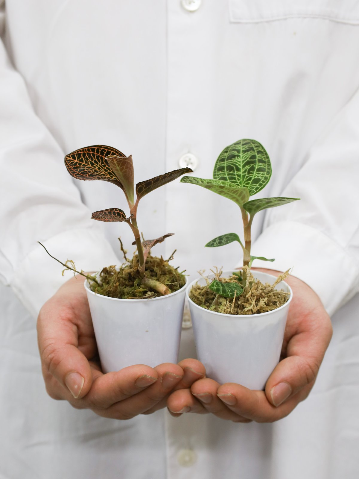 鉢物「ジュエルオーキッドセット」 | tokyo_shokubutsu_zufu