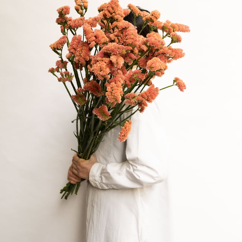 宮本さんの「スターチス」2 | tokyo_shokubutsu_zufu