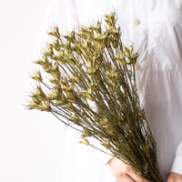 ニゲラ「トランスフォーマー」
