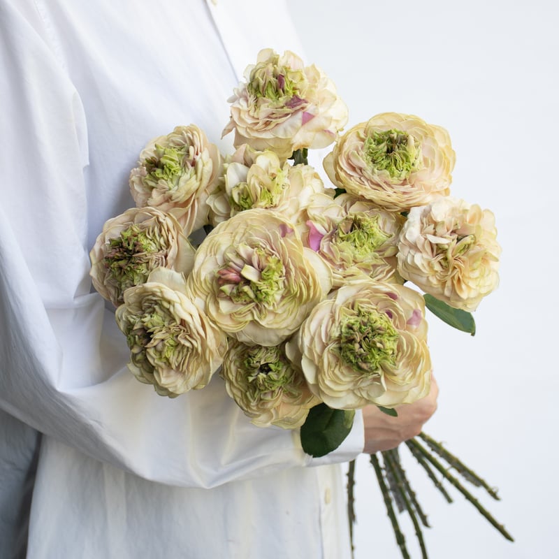 バラ「ヴァーズミックス」 | tokyo_shokubutsu_zufu