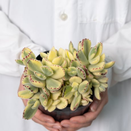 多肉植物３種セット