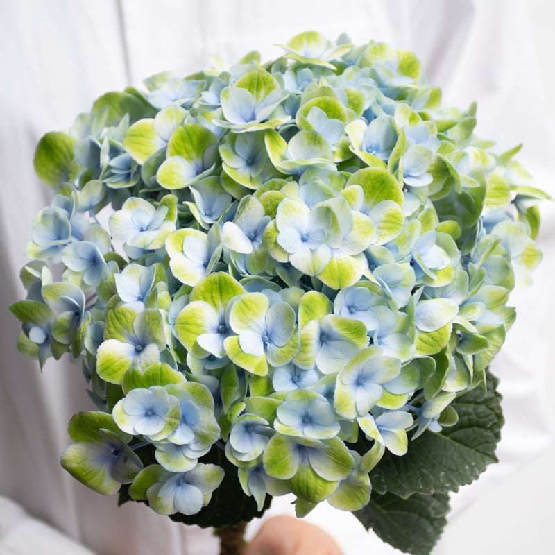 アジサイ「マジカルレボリューション」 | tokyo_shokubutsu_zufu