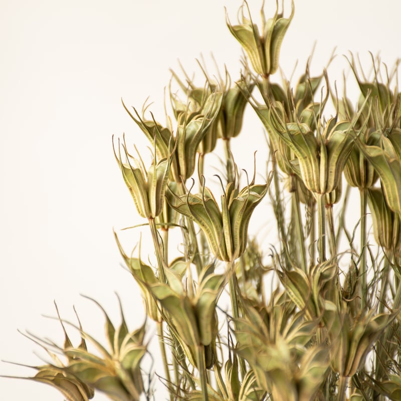 ニゲラ「トランスフォーマー」 | tokyo_shokubutsu_zufu