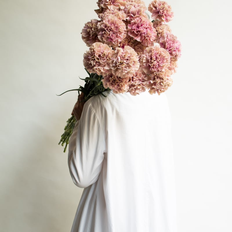 カーネーション「バビロン＆マキアート」 | tokyo_shokubutsu_zufu