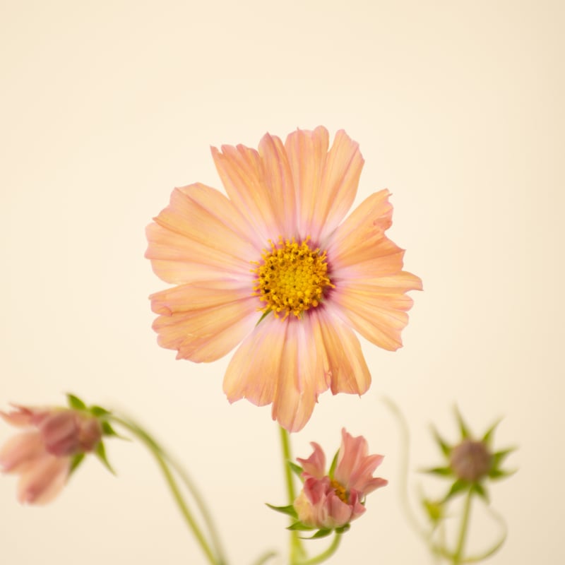 コスモス「オレンジキャンパス 」 | tokyo_shokubutsu_zufu