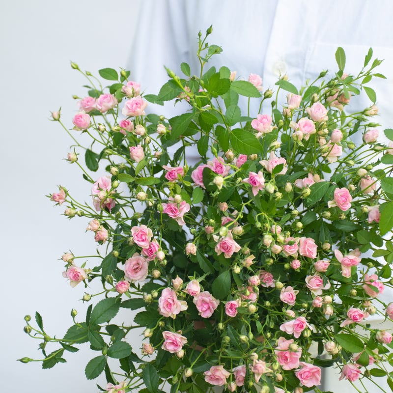 SPバラ「リトルウッズ」 | tokyo_shokubutsu_zufu