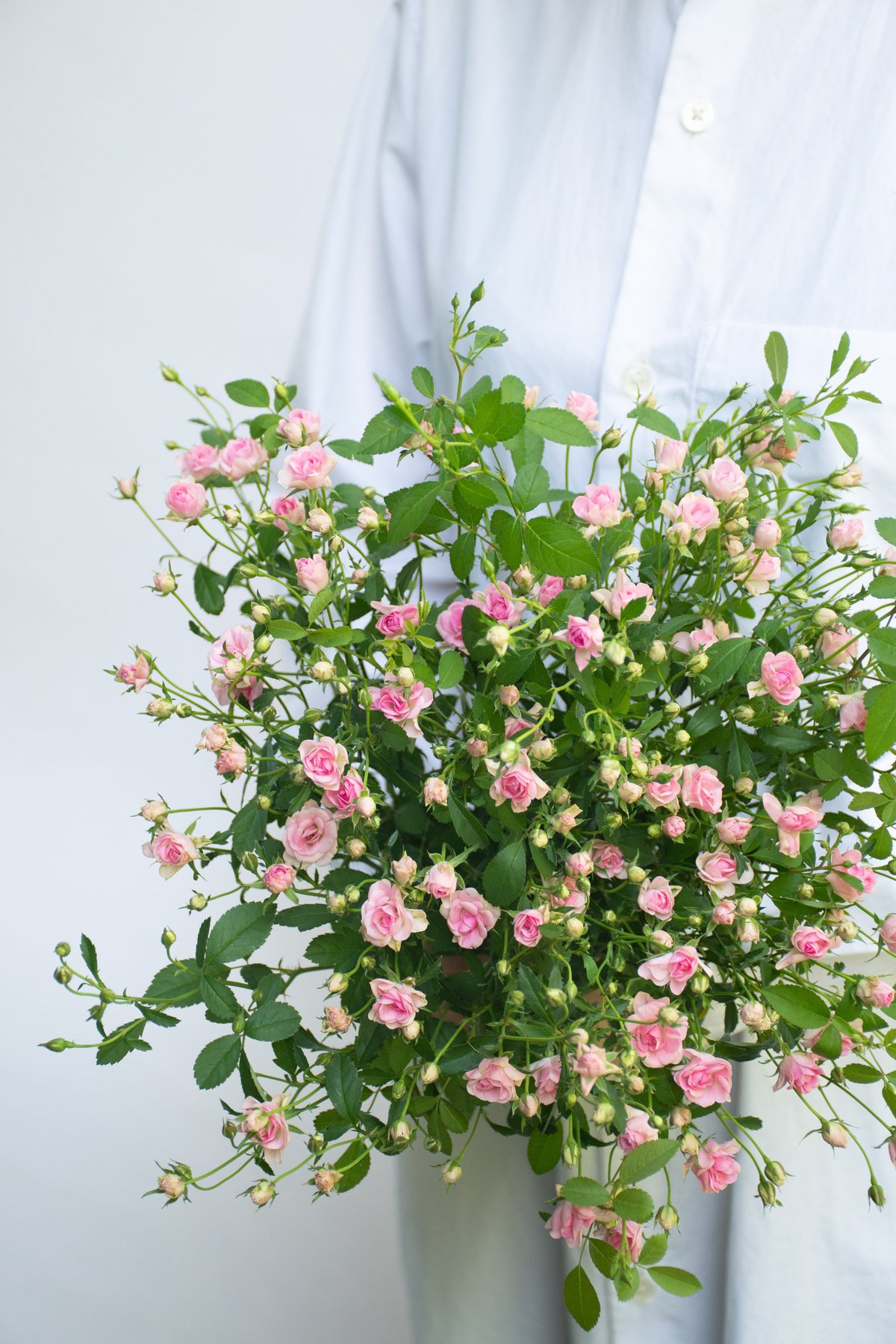 SPバラ「リトルウッズ」 | tokyo_shokubutsu_zufu