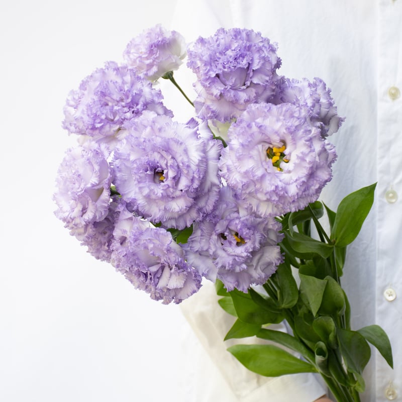 トルコキキョウ「NFラベンダー」 | tokyo_shokubutsu_zufu