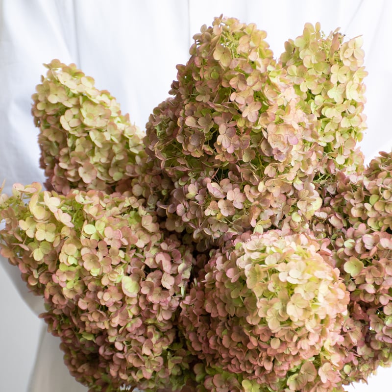 ノリウツギ　ミナヅキ　ピラミッド紫陽花　秋色紫陽花　ドライフラワー　大　北海道産 フレッシュ‼︎ 秋色紫陽花・ピラミッド・ミナヅキ  ドライフラワー