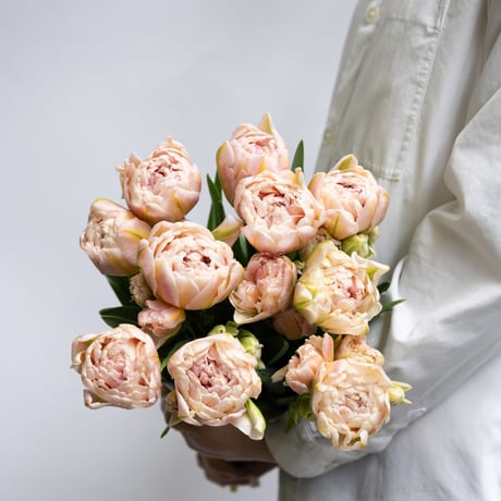 CATEGORY チューリップ | tokyo_shokubutsu_zufu