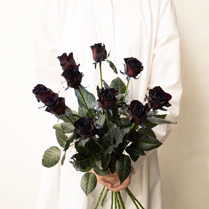 バラ「アマダブラック」 | tokyo_shokubutsu_zufu