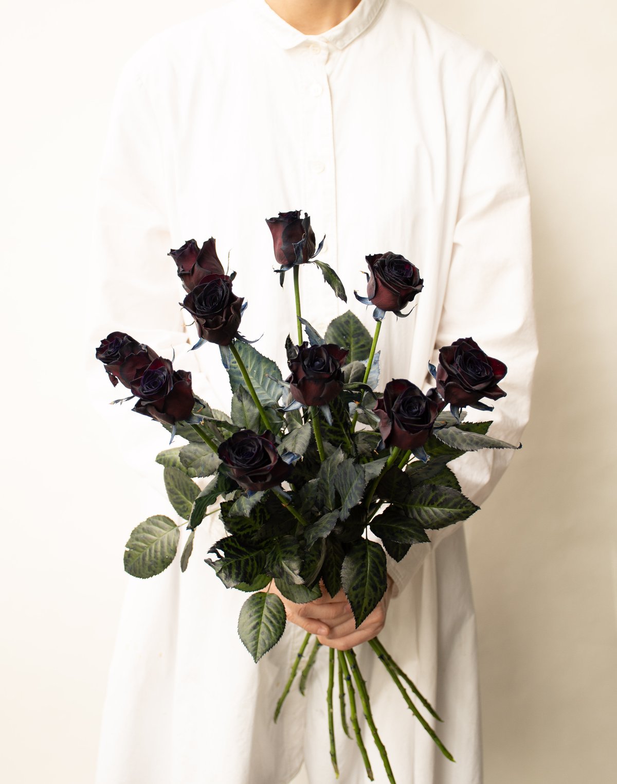 バラ「アマダブラック」 | tokyo_shokubutsu_zufu