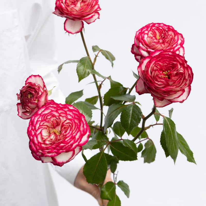 バラ「ラミネートローズバー」 | tokyo_shokubutsu_zufu