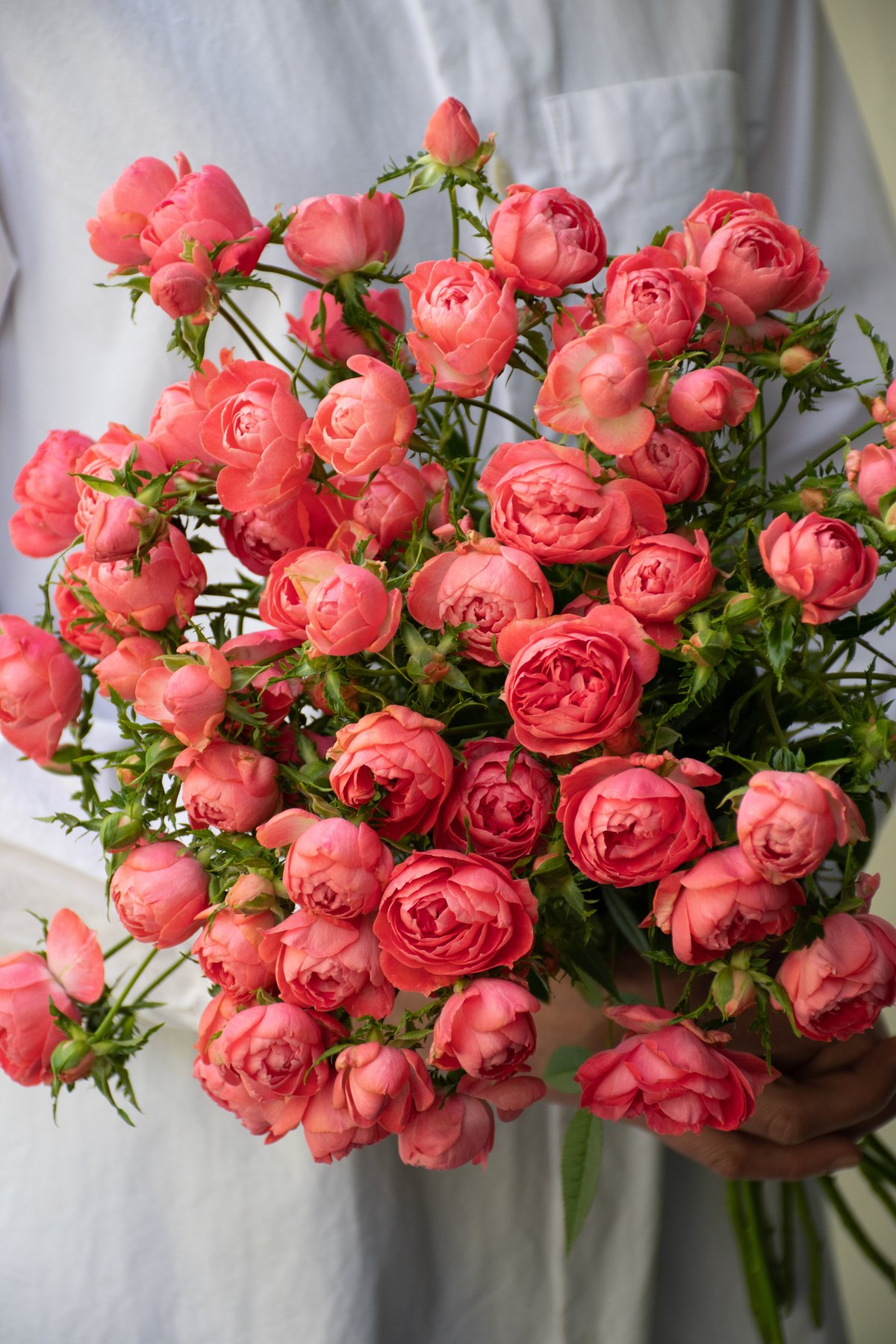 コーラルピンク フルーツ香 薔薇 ライフ #Life . . コーラルオレンジの花色にギュッと詰まった